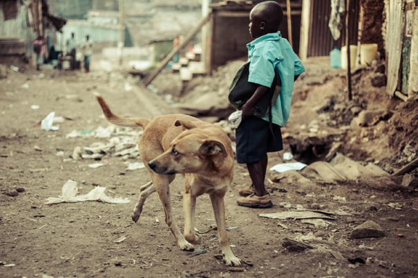 A dog explores the slum, looking for food